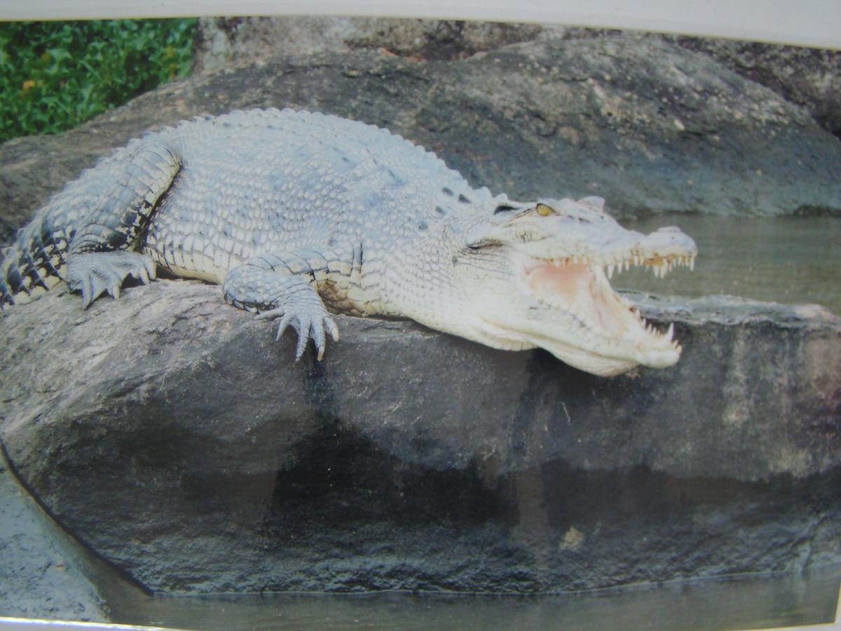 Moragalla Dilu Villa เบอร์อูวาลา ภายนอก รูปภาพ