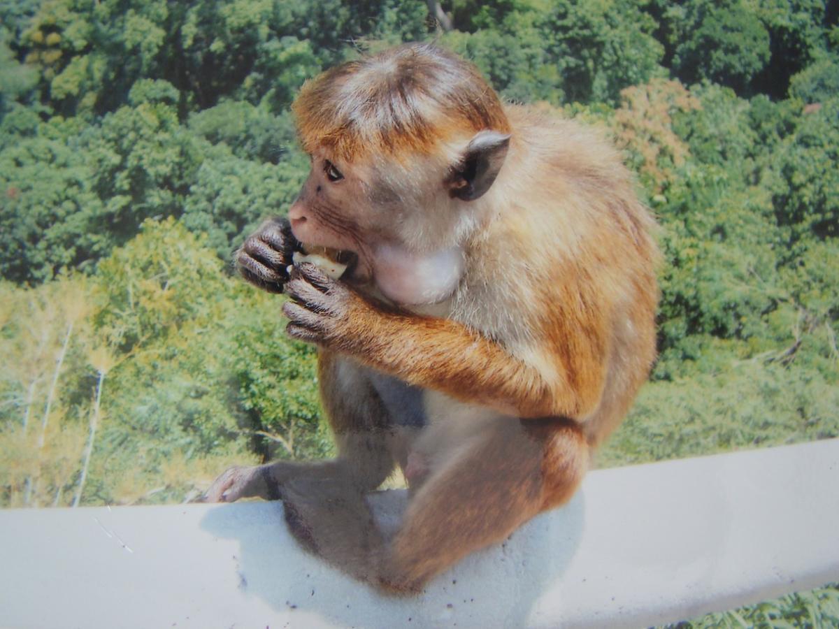 Moragalla Dilu Villa เบอร์อูวาลา ภายนอก รูปภาพ